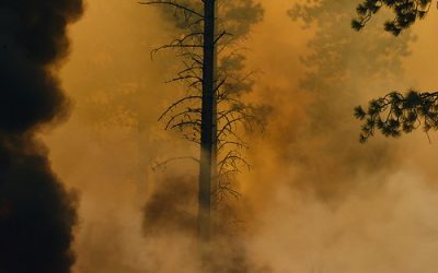 Webinar: Why Did Pope Francis Declare a Climate Emergency?