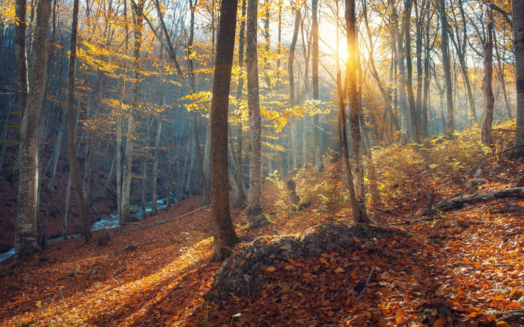 Churches and people of goodwill are invited to celebrate Season of Creation