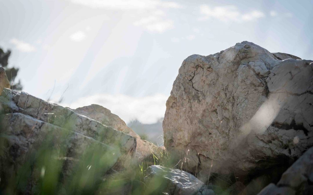 Laudato Si’ anniversary offers ‘a way forward through caring for the planet and one another’