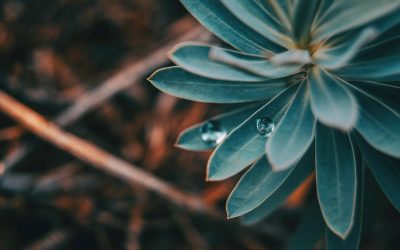 Season of Creation 2021: “Challenge the world to care for all creation”